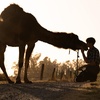 Image 3: Animal Sanctuary Tour in Penngrove