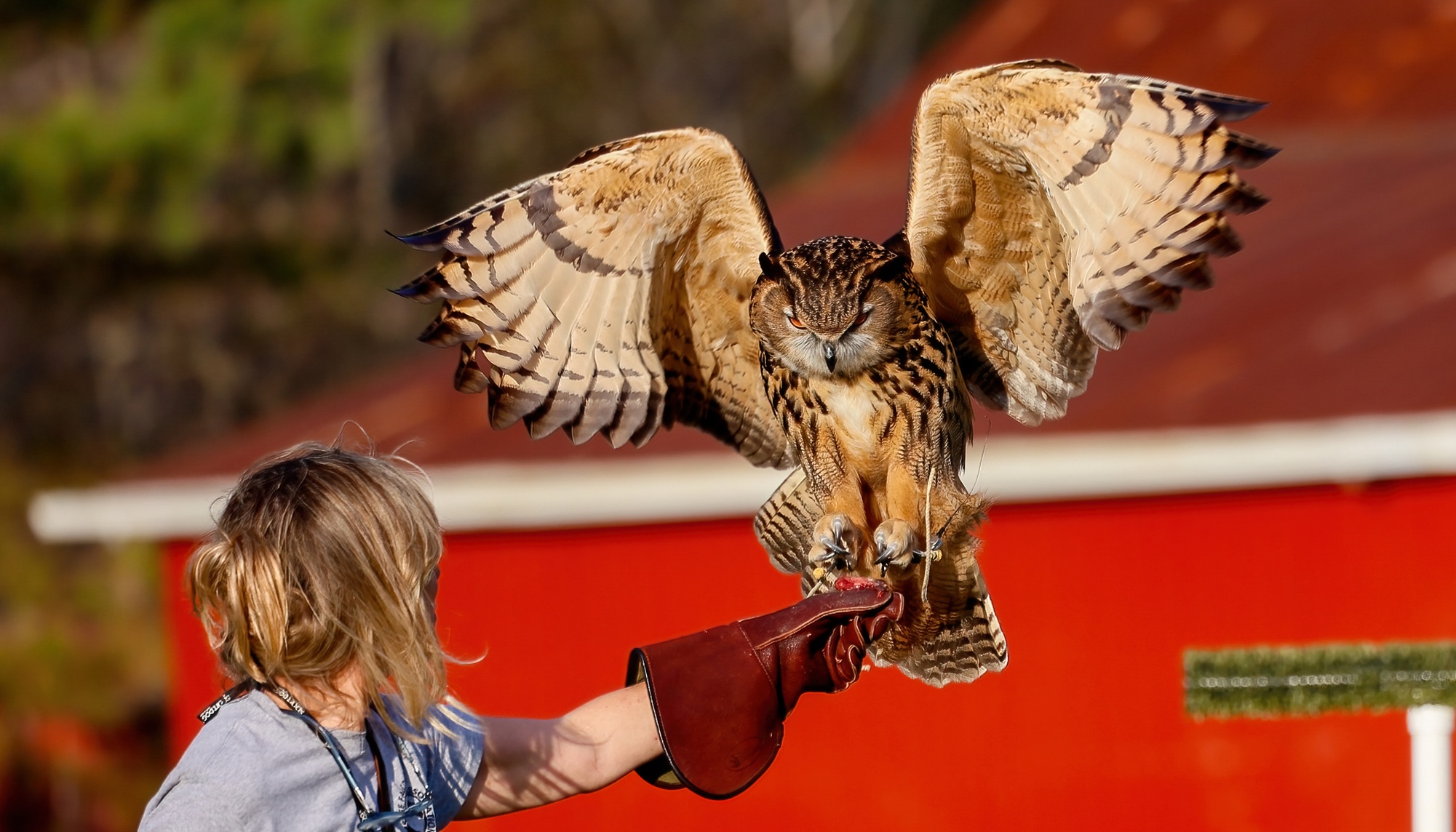 Up to 20% Off on Falconry at Wing Blade Falconry
