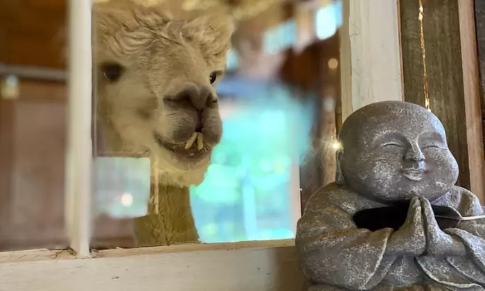 Experience Alpaca Encounters and Yoga Bliss