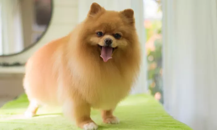 Training Express Offers an Online Course to Learn Dog Grooming and Start Your Own Business, Up to 90% Off