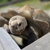 Image 9: Enjoy Family-Friendly Green Meadows Petting Farm in Milwaukee Area