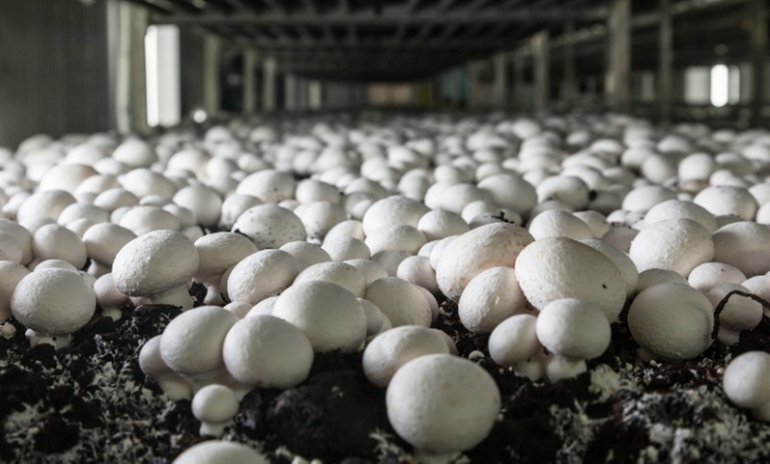 Image 1: Master mushroom farming with online training course