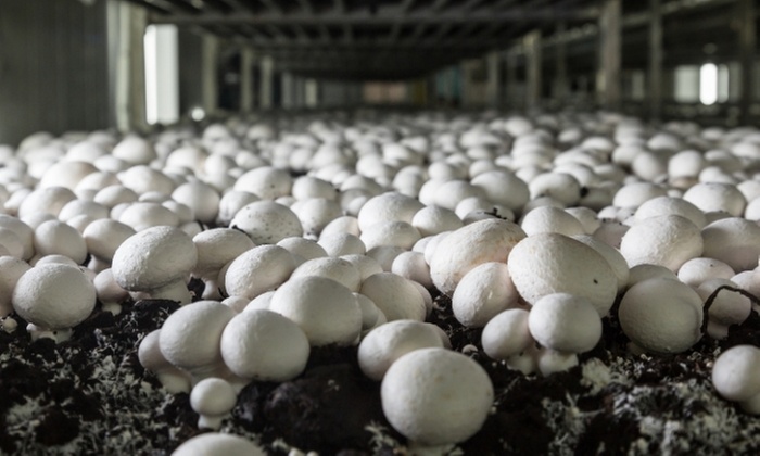 Master mushroom farming with online training course