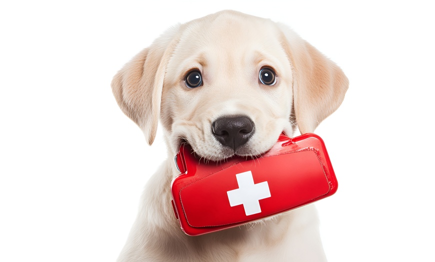 Image 1: Canine First Aid: Online Level 2 Course Available 