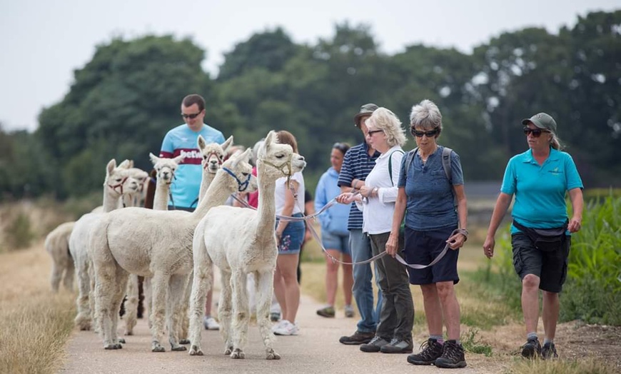 Image 3: Alpaca Trek For Two