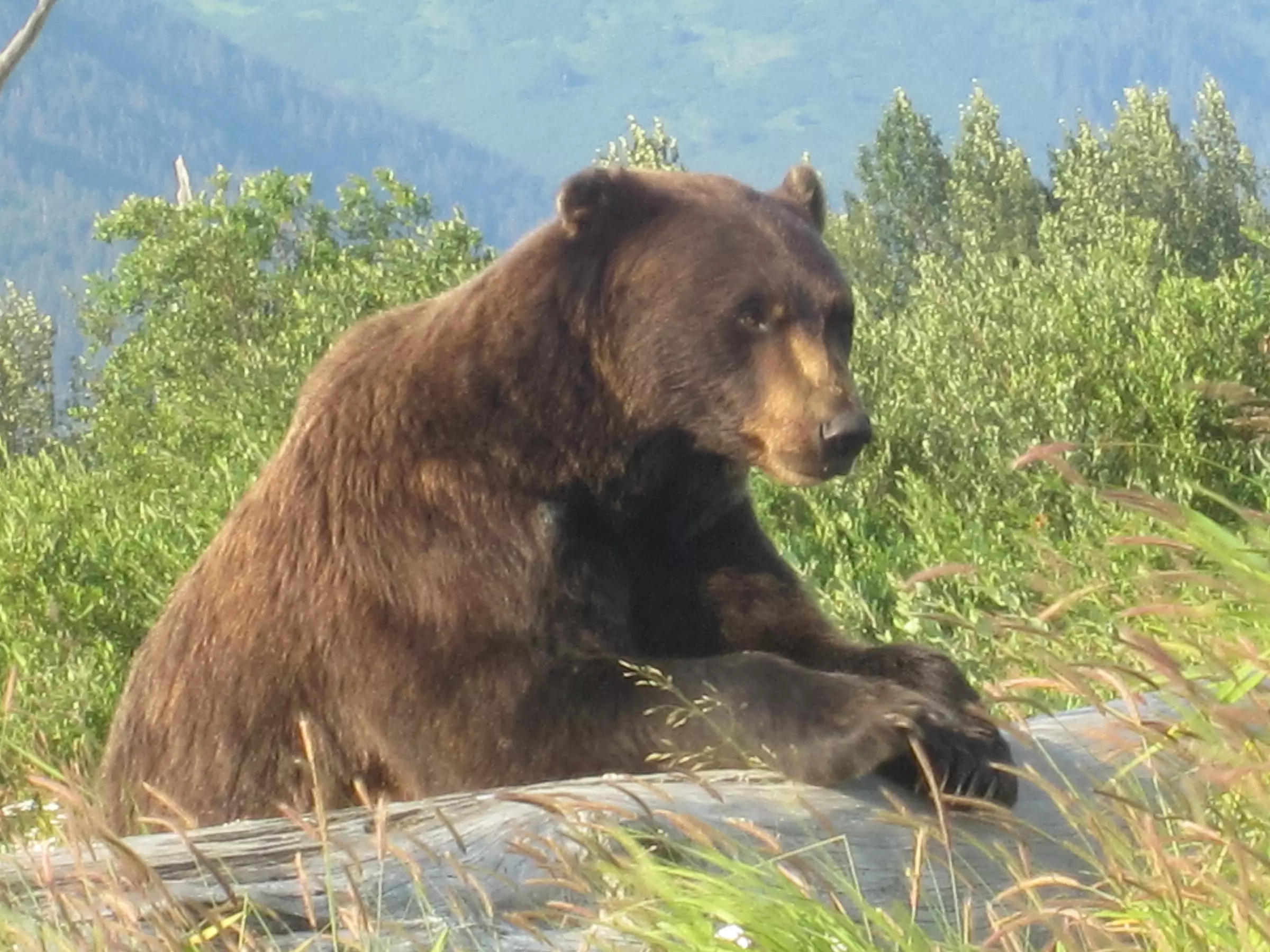 All-In-One Anchorage City Tour for 1, 2, or 4