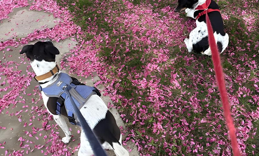 Image 1: Up to 41% Off on Pet Sitter / Dog Walker at DSM Pet Care Club