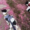Image 1: Up to 34% Off on Pet Sitter / Dog Walker at DSM Pet Care Club
