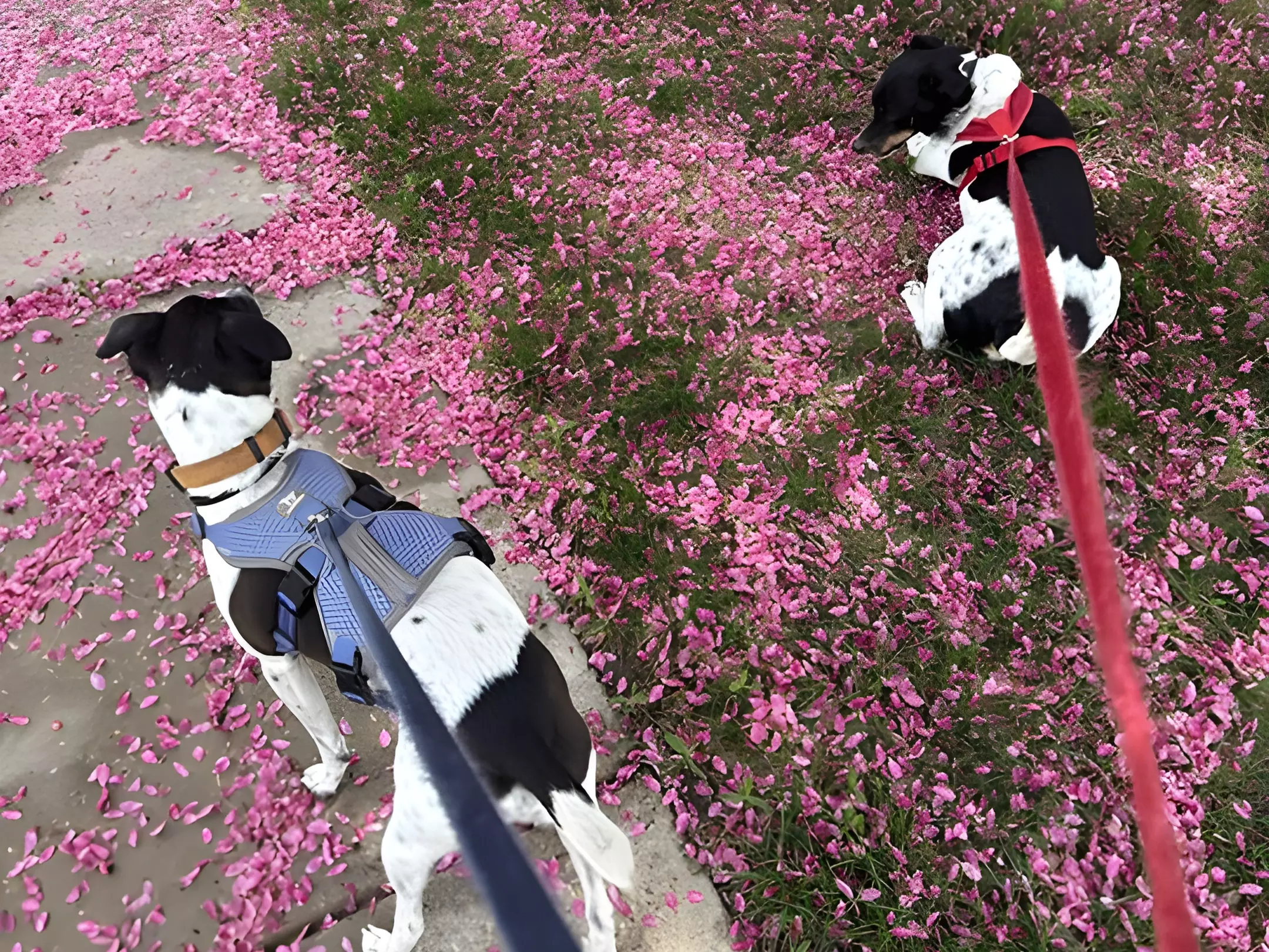 Up to 34% Off on Pet Sitter / Dog Walker at DSM Pet Care Club