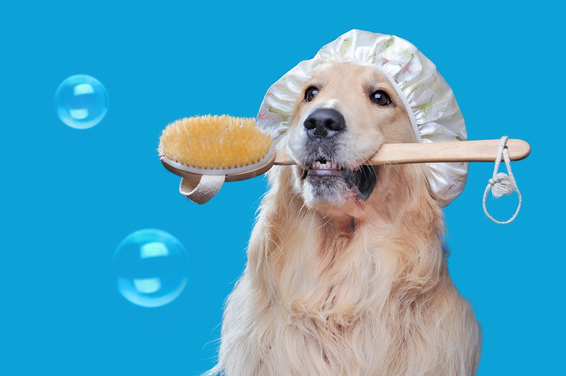  Transform Your Pup into a Showstopper with Tail-Wagging Grooming
