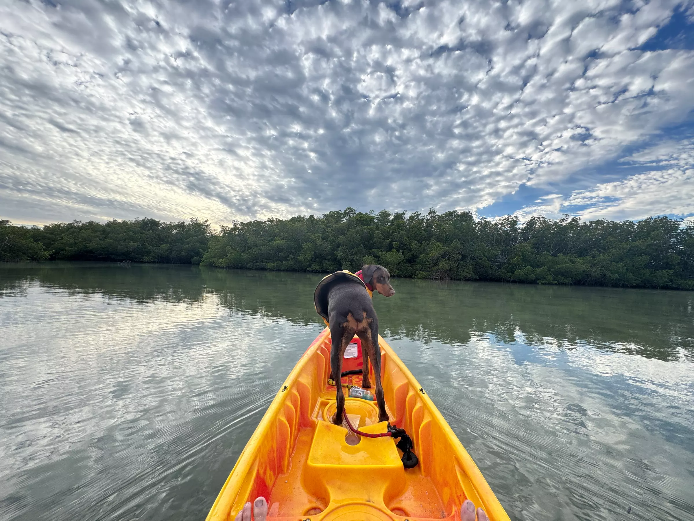 Kayak & Paddleboard Rentals – Siesta Key Adventures