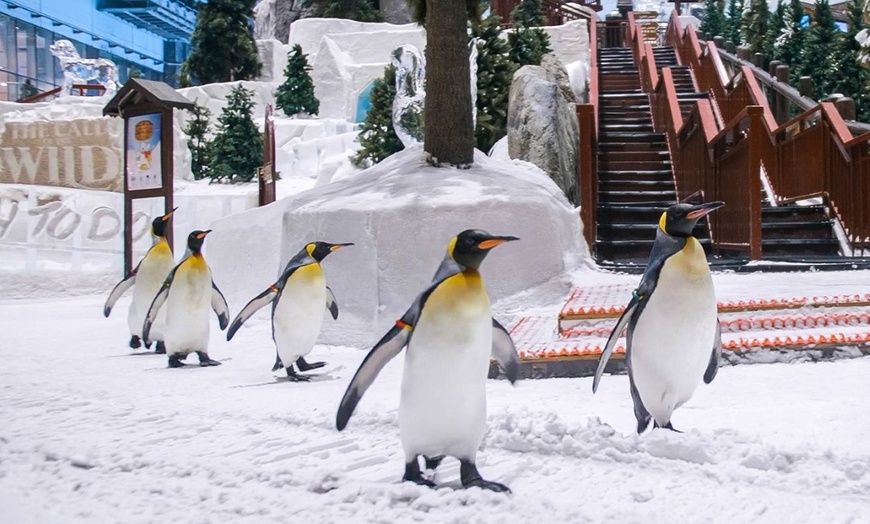 Image 4: Ski Dubai Snow Plus for 1, 2, or 4 – Ski, Slide & Meet Penguins!  