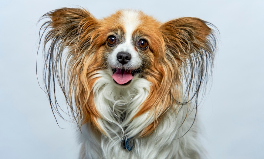 Image 4: Comprehensive vet exam for your furry friend