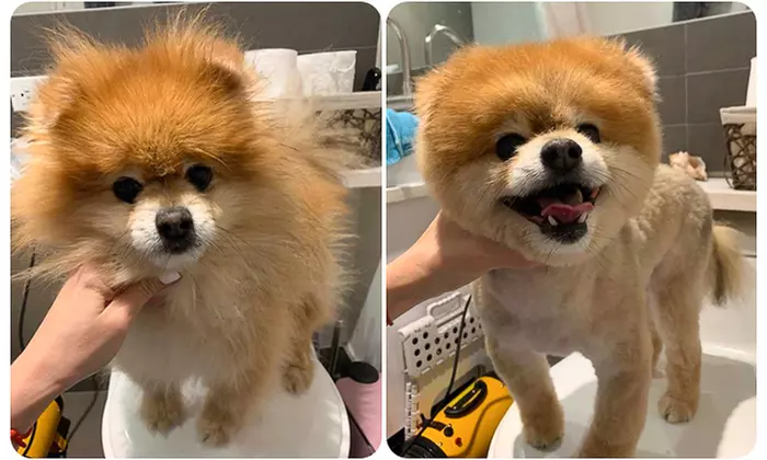 Up to 25% Off One Eco Grooming Packages for a Small, Medium, Large, or Extra Large Dog from Groomit  - Second Medium