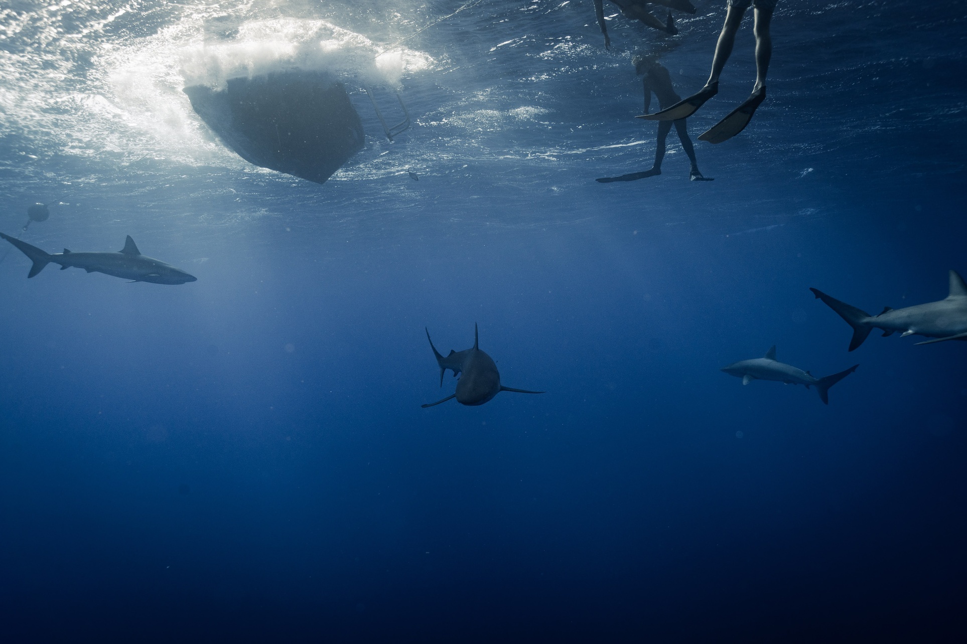 Experience thrilling shark diving with Ocean Addict Shark Excursions, offering 3-hour private trips and open water dives for up to 36%