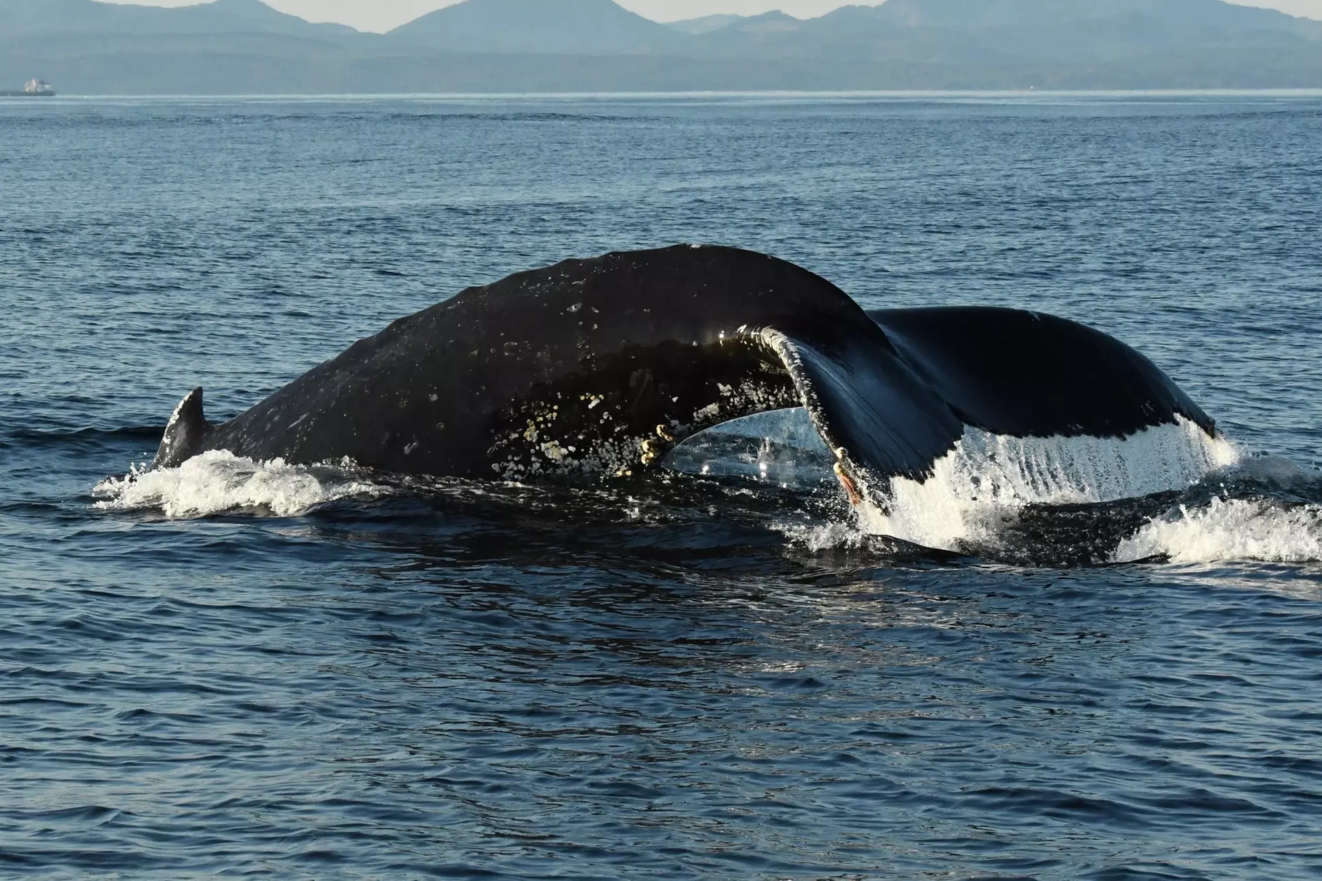 $89 for Whale and Wildlife Adventure at Blue Kingdom Whale and Wildlife Tours ($129 - Second Medium