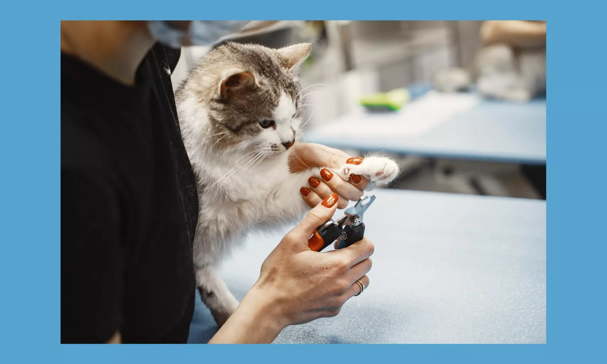 Up to 30% Off on Mobile Grooming at Pet Beloved - Second Medium