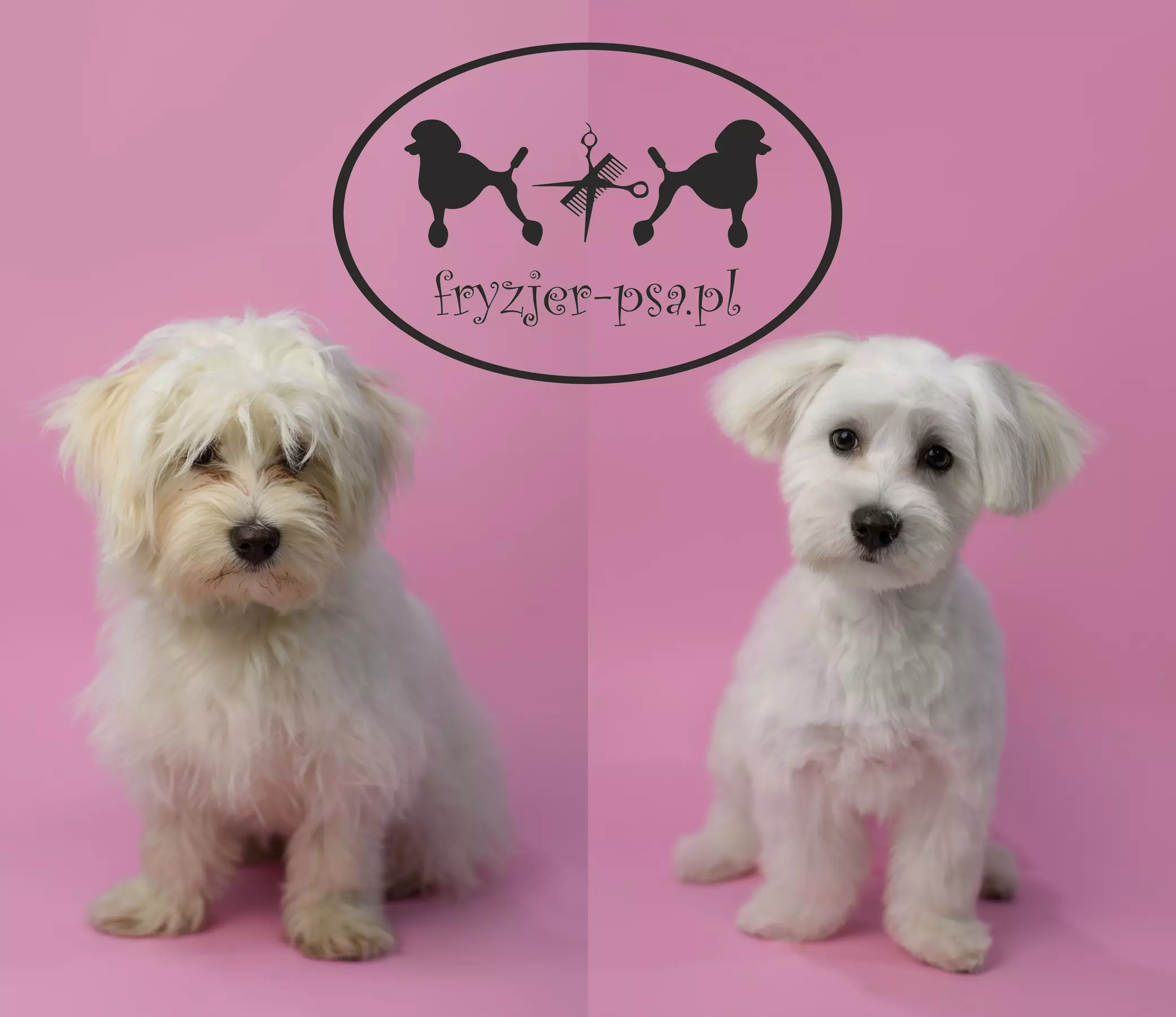Pielęgnacja - zwierzęta domowe w fryzjer-psa.pl Henryka Fortuniak