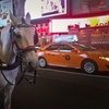 Image 3: Experience NYC's Iconic Spots on a Private Horse Carriage Ride 