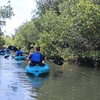 Image 4: BOGO Bioluminescent Kayaking & Guided Eco Tours at Cocoa Beach