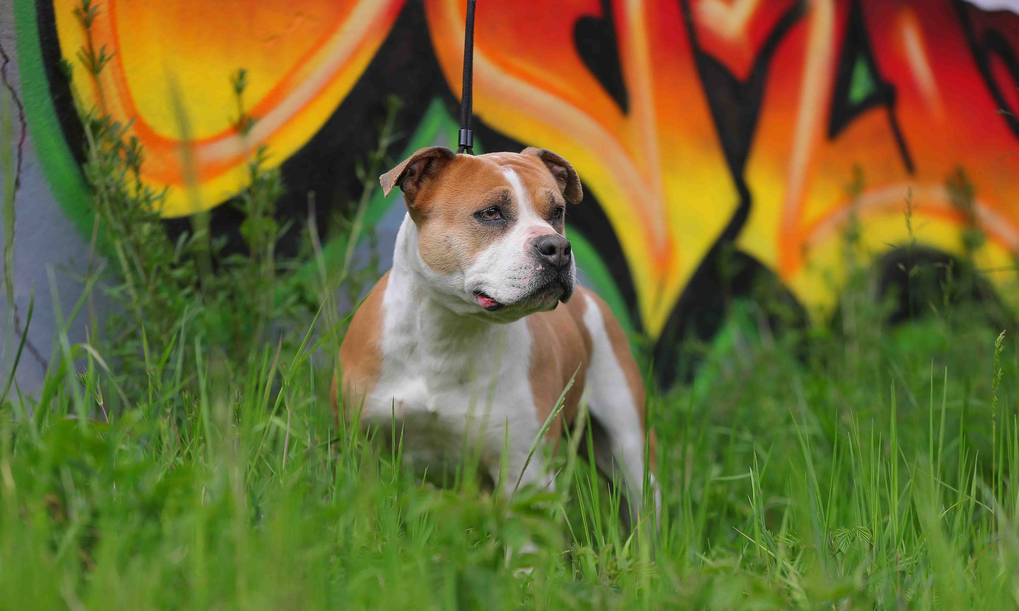 Séance photo - Animaux domestiques chez Jérôme KYRIACOS - GillK PHØTØGRAPHY