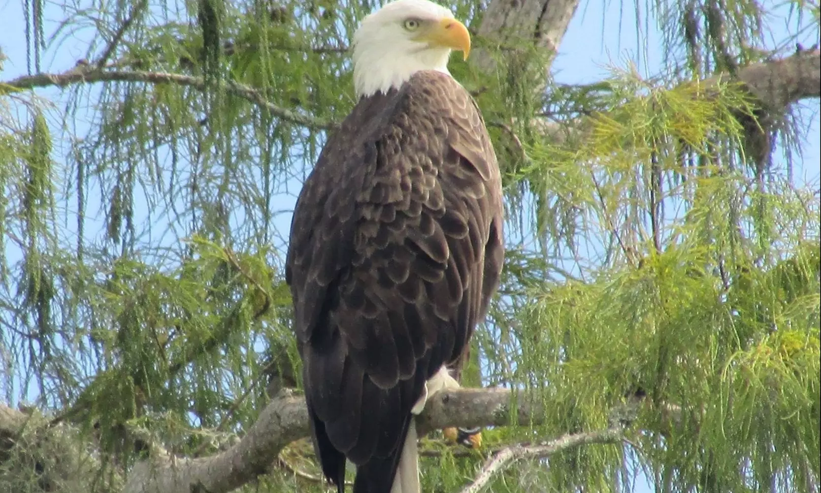 Up to 27% Off on Boat Tour at Hontoon Landing Resort and Marina - Second Medium
