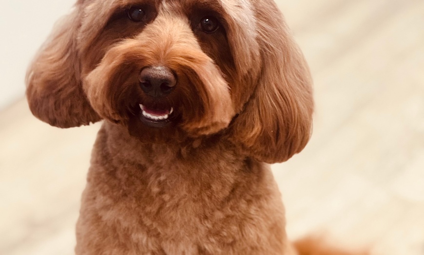 Image 5: Up to 46% Off on Pet Grooming at Dog and Cat Planet