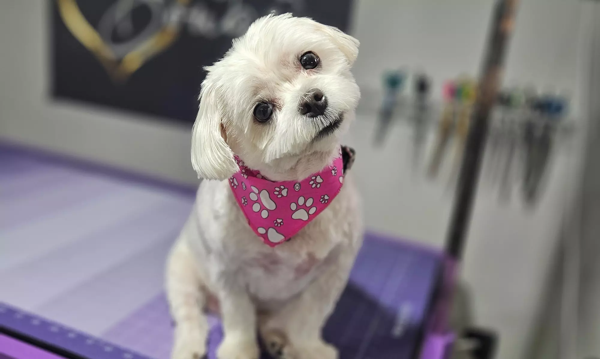 Complete Ear to Tail Grooming, Nail Trim, or Puppy Bath & Brush Intro