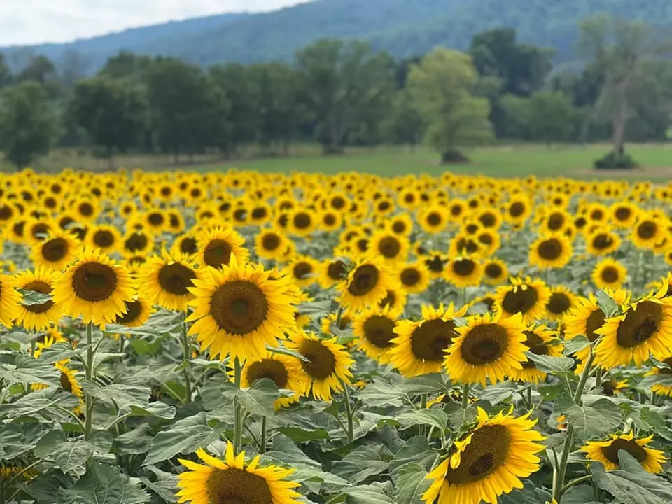 Admission for Two or Four with U-Cut Flowers at VonThun Farms (Up to 28% Off) - Primary Image