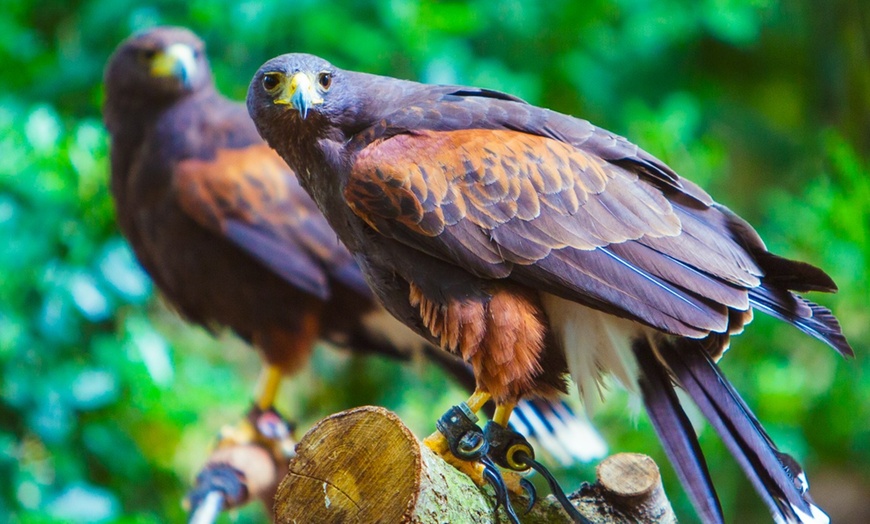 Image 5: Up to 75% Off on Falconry - Recreational at Mercer Falconry