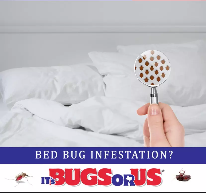 Up to 55% Off on Pest Control Service - Bed Bug at Its Bugs Or Us - Primary Image