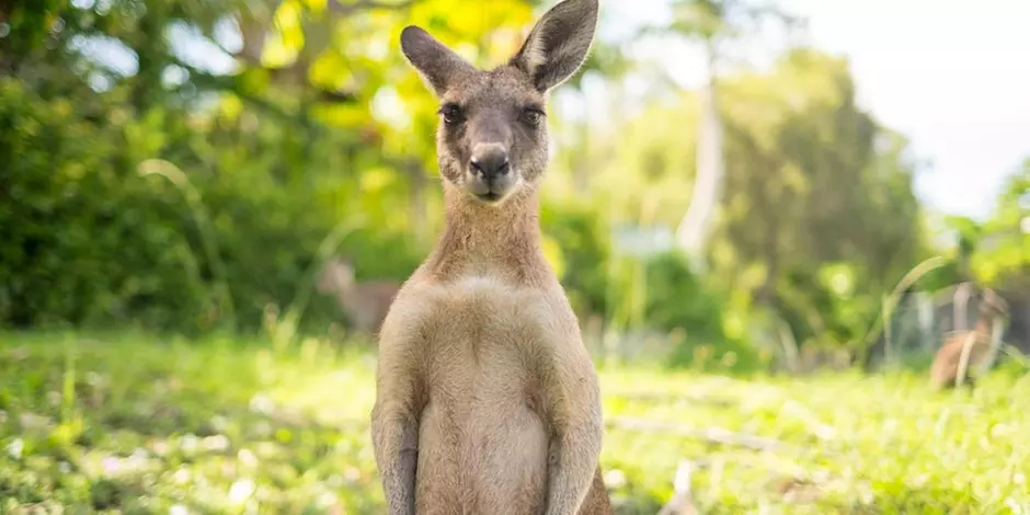 Up to 31% Off on a Kangaroo Experience and Wine Tasting - Primary Image