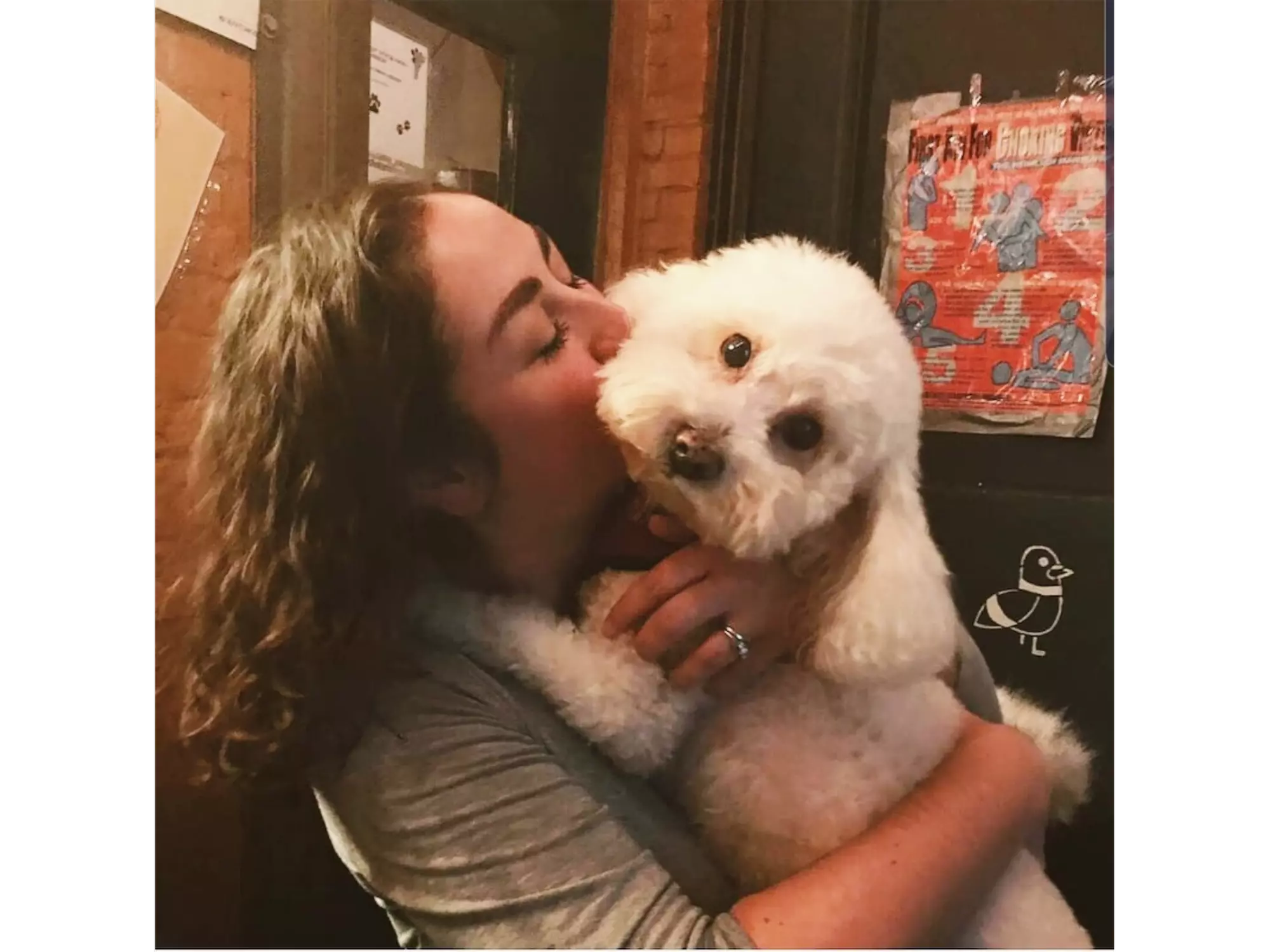 Up to 90% Off on Pet - Sitter / Walking at Swifto Dog Walking - Second Medium