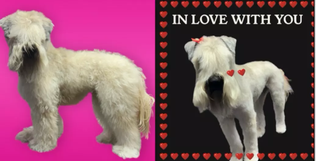 Up to 50% Off on Pet Grooming at K9 Feline Master Cutz