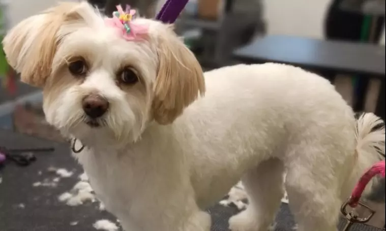 Up to 37% Off on Pet Grooming at Sydnee's Pet Grooming - Primary Image