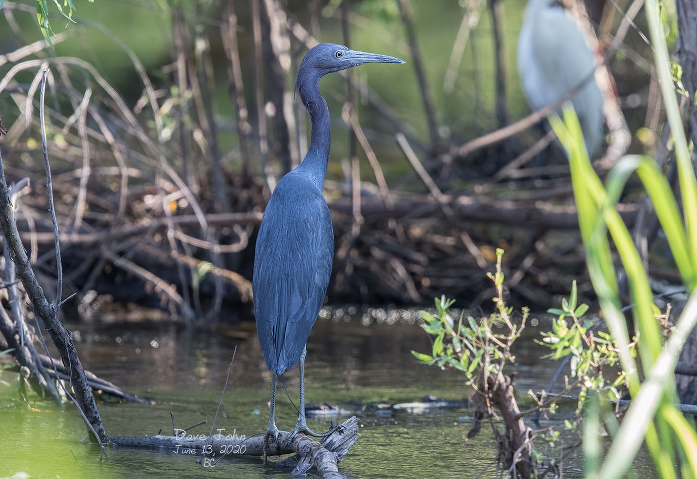 Guided Kayak & Paddle Board Tour with Bonnet House Access