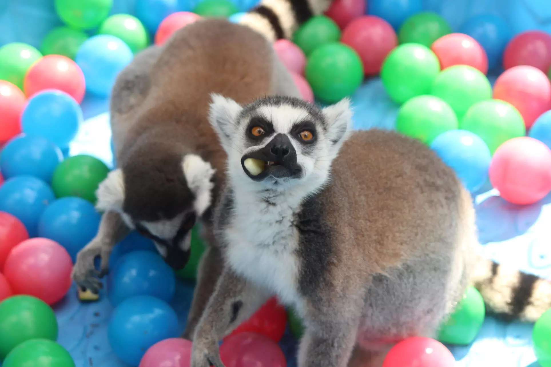 Exotic Animals Walking Tour for Two or Up to Six at Wildlife Survival Sanctuary (Up to 45% Off) - Primary Image