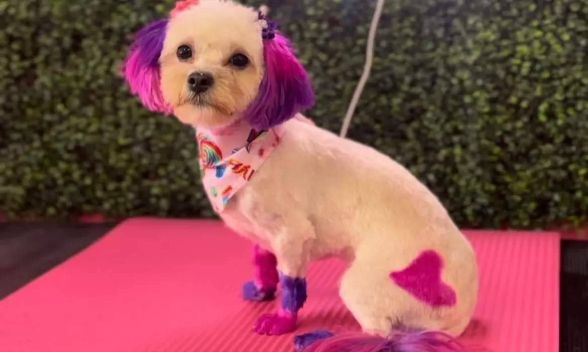 Up to 37% Off on Pet Grooming at Strutt Your Mutt Grooming-Snellville - Primary Image