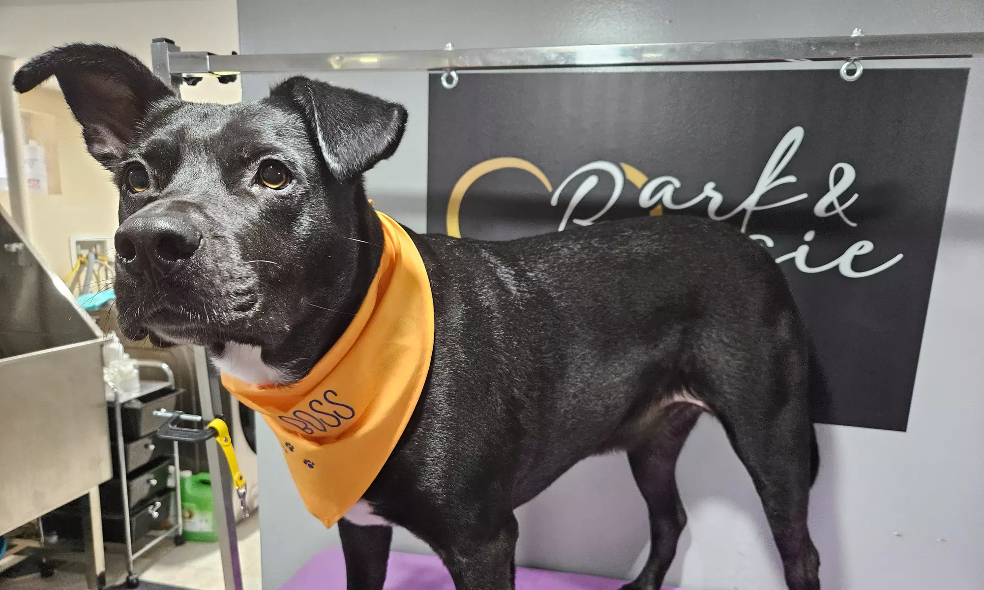 Complete Ear to Tail Grooming, Nail Trim, or Puppy Bath & Brush Intro