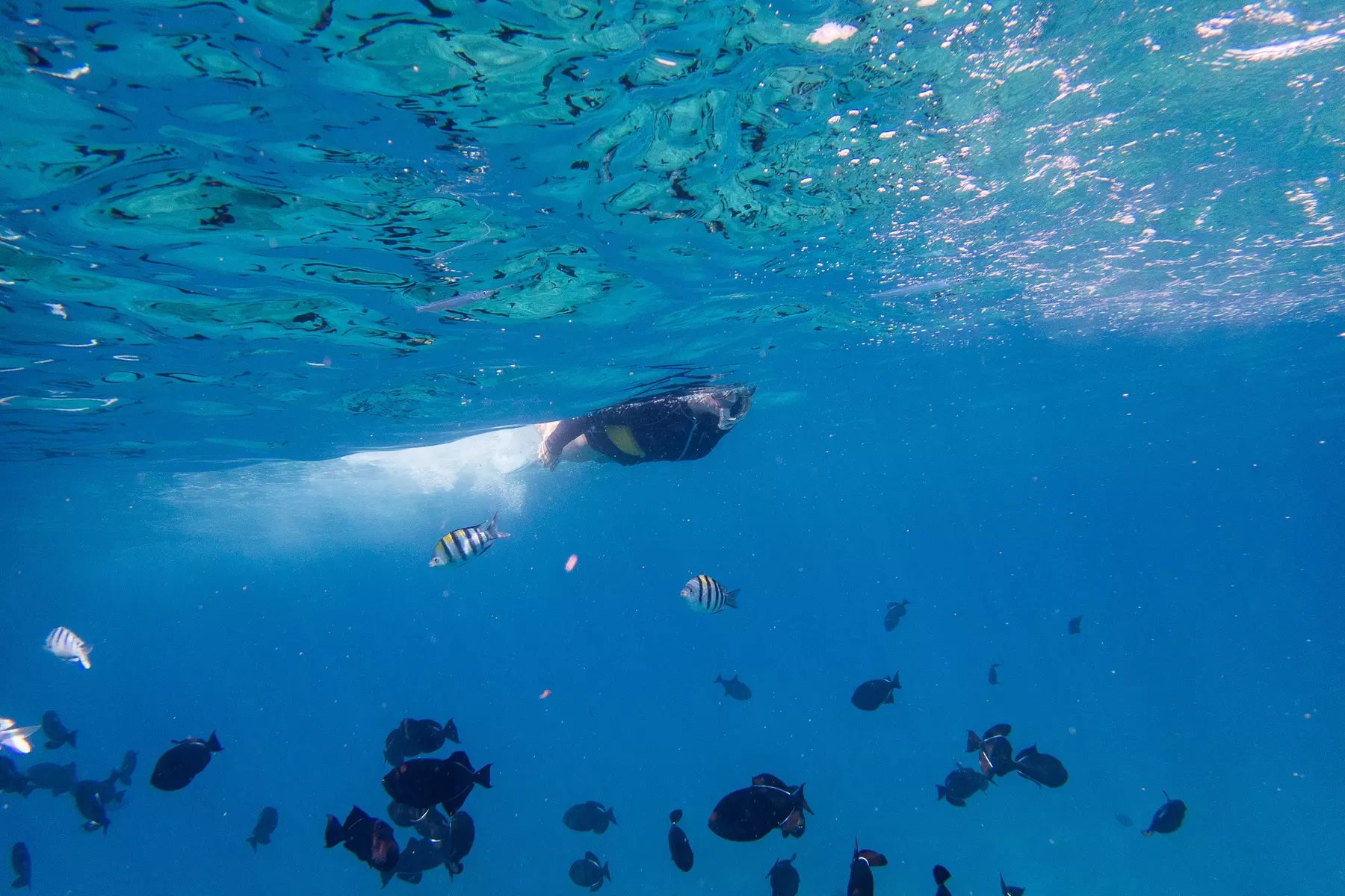 Up to 37% Off Turtle Canyon Snorkel Sail – Waikiki Adventure