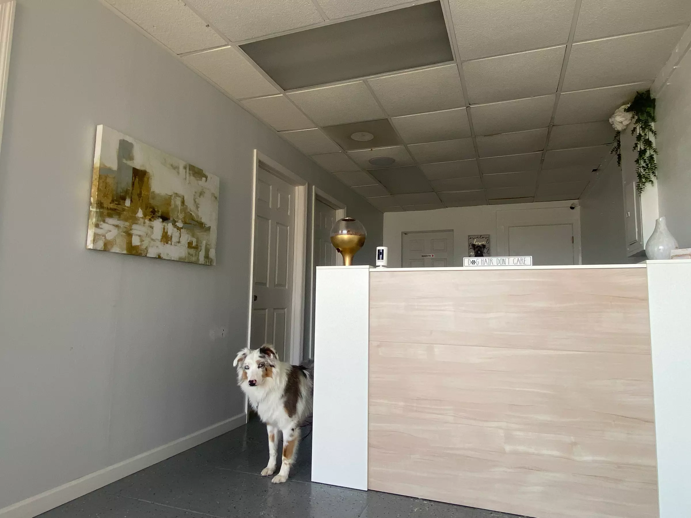 Up to 48% Off on Pet Grooming at Prestige Pet Saloon - Second Medium