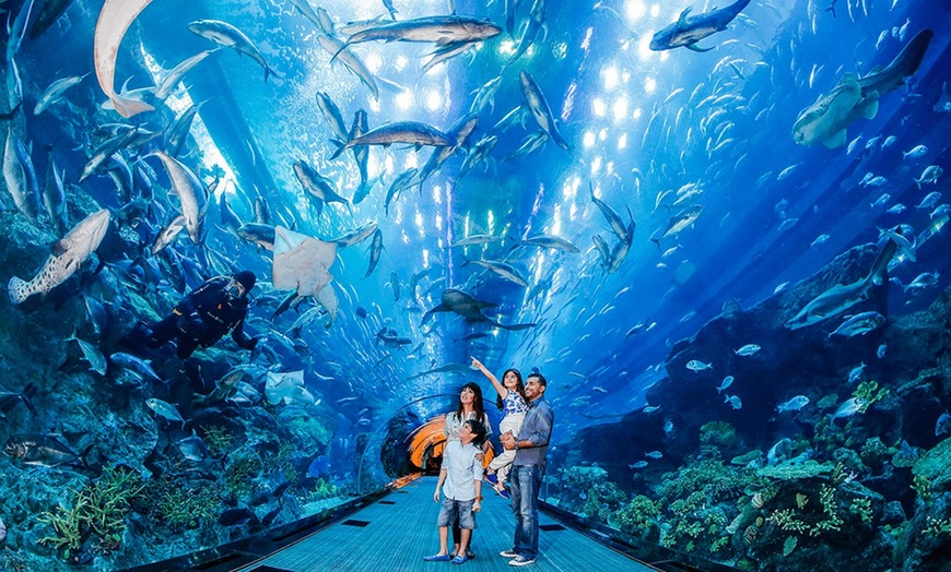 Image 2: Marine Magic Awaits: Dubai Aquarium & Penguin Cove for 1, 2, or 4! 