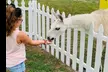 Up to 37% Off Corn Maze Fun for Two or Four at HarvestMoon - Petting Zoos, Inflatable Slides & More - Second Medium