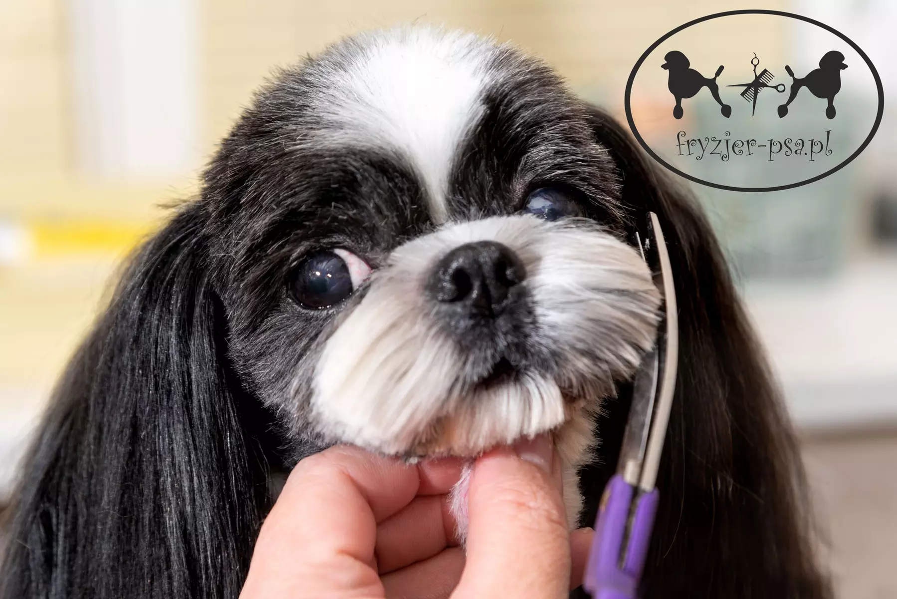 Pielęgnacja - zwierzęta domowe w fryzjer-psa.pl Henryka Fortuniak