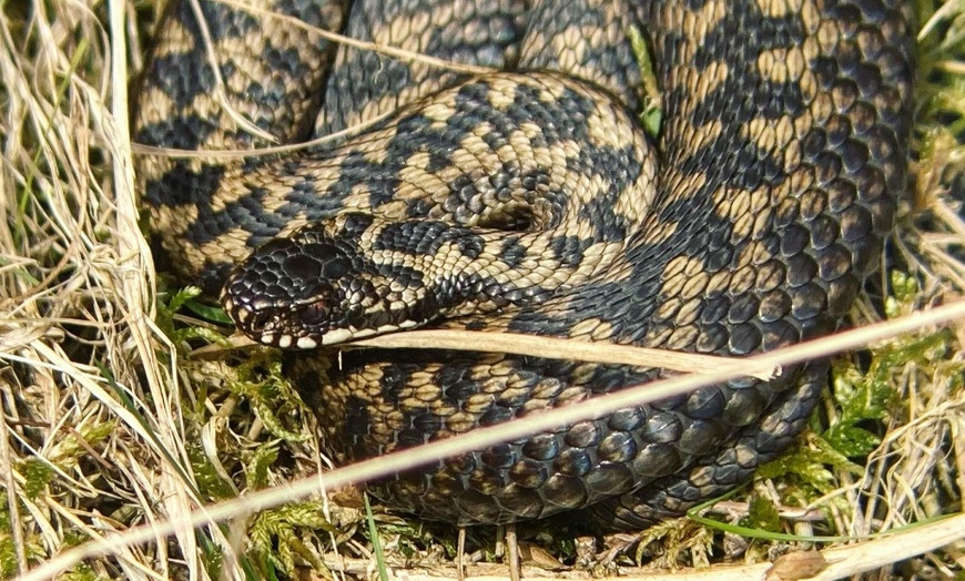 Image 9: Wildlife Experience in the Mendips by Wilder Skies