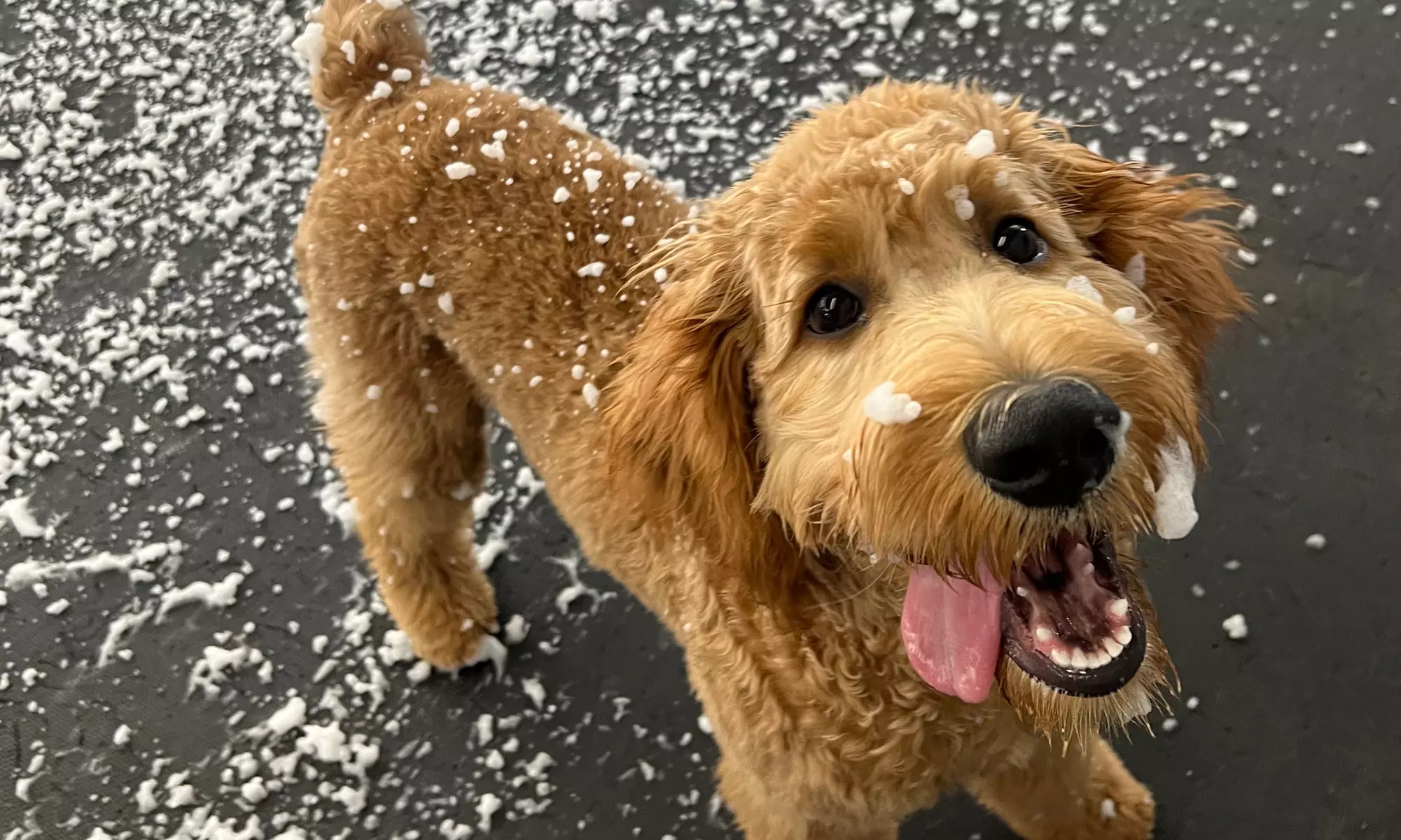 Up to 54% Off on Pet Daycare at Master of Puppies - Primary Image