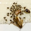 Image 1: Up to 80% Off on Pest Control Service - General at Impressive Exterminating Pest Control