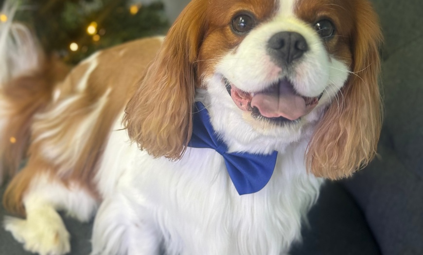 Image 4: Up to 46% Off on Pet Grooming at Dog and Cat Planet