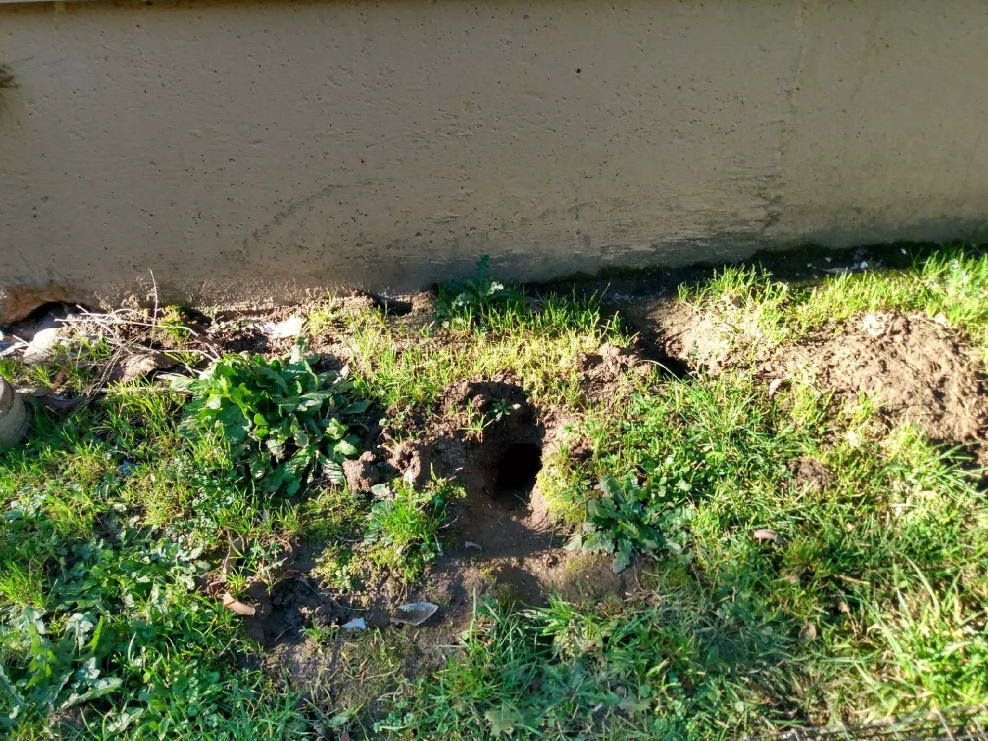 $99 for Pest Control Service for Commercial Building or Restaurant from Squish Pest Control ($199 Value) - Primary Image