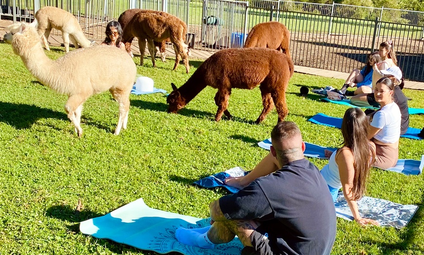 Image 6: Alpaca Yoga Adventure: Relax, Unwind, and Connect with Nature!